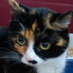 Дмитрий Александрович, 04.01.1982, Онега