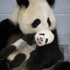 Елена Гузенко, 07.06.1986, Москва