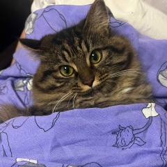 Сергей Зеленский, 04.12.1987, Москва