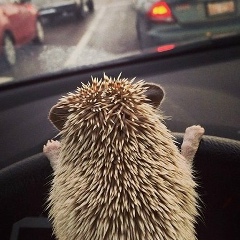 Артём Петровский, 26.09, Санкт-Петербург