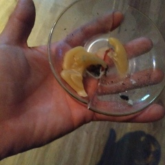 Коля Ищенко, 24.03.1993, Hamilton