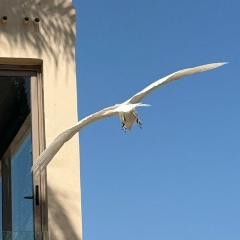 Марина Горенкова, Санкт-Петербург