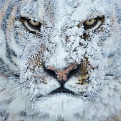 Movlaev Walerik, 07.08.1992, Wien