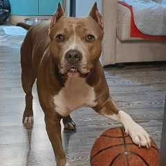 Роман Соколов, 11.09.1988, Москва