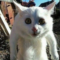 Аморфис Ночной, 01.11