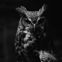 Виталий Сова