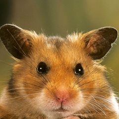 Даниил Поладинов, 13.06.1988, Москва