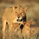 Анастасия Просвиркина, Алматы