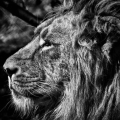 Садиг Исмайлов, 21.06, Новосибирск