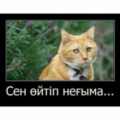 Абай Ташкенбайулы, 15.05