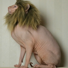 Лиза Рамазанова, 13.03, Иерусалим