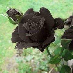 Htwe Nge, 27.06.1975