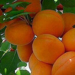 Болат Камбулатов, 31.07.1977, Санкт-Петербург