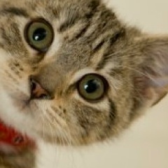 Санчезз Кросс, 20.09.1988