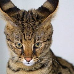 Лидия Комлева, Copenhagen