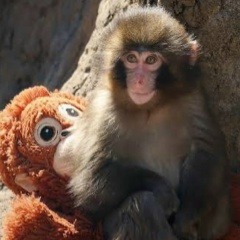 Punch Punch, Шымкент