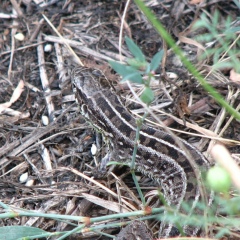 Сергей Орлов, 23.11, Одесса