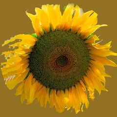 Николай Егоров, 06.07, Москва