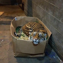 Гаджи Гаджи, 16.02.1999, Москва