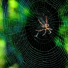 Minn-Theik Mon, 18.02.1987, New York City