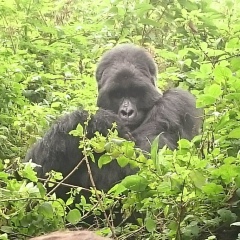 Михаил Лукичев, Paris