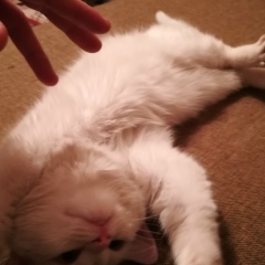 Ринат Досанов, 05.01, Кокшетау