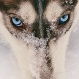 Светинкс Лоу, Ижевск