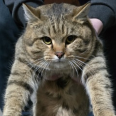 Ансар Мелхиев, 01.01.1920