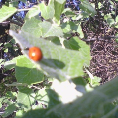 Любовь Гаркуша, Киев