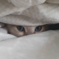 Ирина Федорова, 11.04, Новосибирск