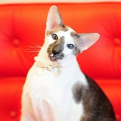 Юлия Трубачёва, 03.06.1963, Хабаровск