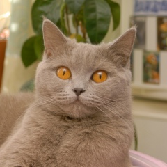 Алиса Лунина, 11.11.1912, Санкт-Петербург