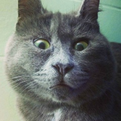 Федя Левенштейн, 25.11, Хайфа