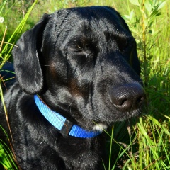 Владимир Шаметкин, 03.04.1919, Санкт-Петербург