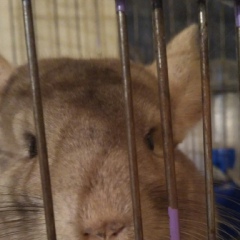 Олег Демченко