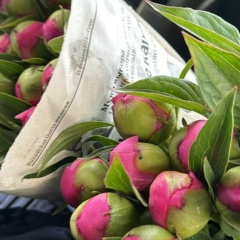 Кристина Османова, Москва