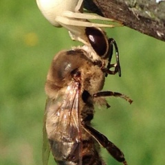 Николай Лариков