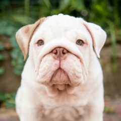 Максим Макс, Сочи