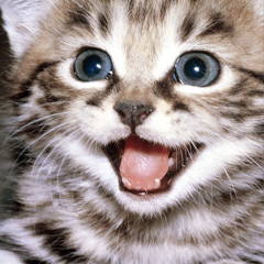 Виктория Федорова, Санкт-Петербург