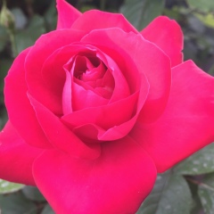 Ботагоз Шакеева, 25.03, Алматы