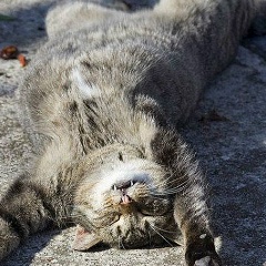 Антон Жданов, 09.04, Новосибирск