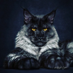 Дмитрий Черников, 27.05.1989, Москва