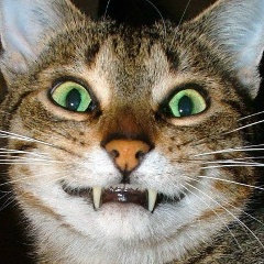 Виктория Дмитриева, Чита