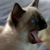 Zhargal Rinchino, Закаменск