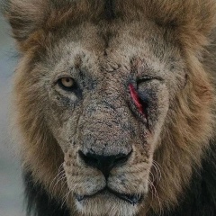 Аюб Аюб, 28.09.1995, Нальчик