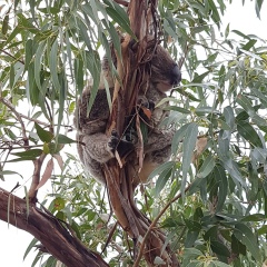 Ирина Син, 20.01.1988