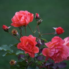 Yulina Yulina, 04.08, Москва