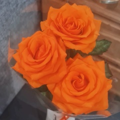 Надежда Никитенко, Санкт-Петербург