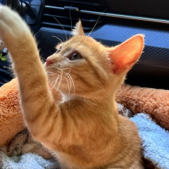 Алевтина Демидова, 19.02, Санкт-Петербург