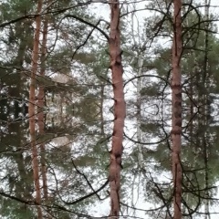 Slava Mironov, 07.08